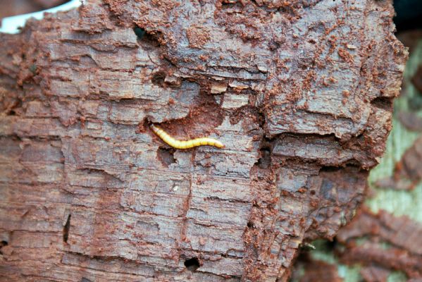 Heřmanův Městec, 28.3.2004
Městský park na území bývalé Bažantnice. Trouch pařezu dubu osídlený kovaříky Ampedus brunnicornis.


Klíčová slova: Heřmanův Městec park bývalá Bažantnice Ampedus brunnicornis larva