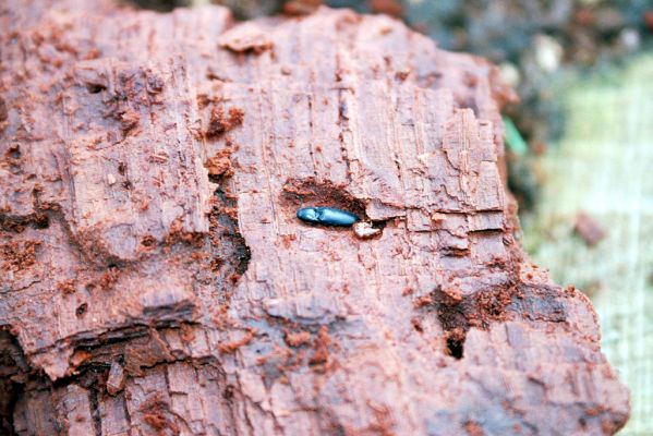 Heřmanův Městec, 28.3.2004
Městský park na území bývalé Bažantnice. Trouch pařezu dubu osídlený kovaříky Ampedus brunnicornis.



Klíčová slova: Heřmanův Městec park bývalá Bažantnice Ampedus brunnicornis