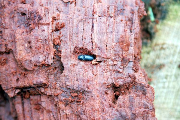 Heřmanův Městec, 28.3.2004
Městský park na území bývalé Bažantnice. Trouch pařezu dubu osídlený kovaříky Ampedus brunnicornis.

Klíčová slova: Heřmanův Městec park bývalá Bažantnice Ampedus brunnicornis