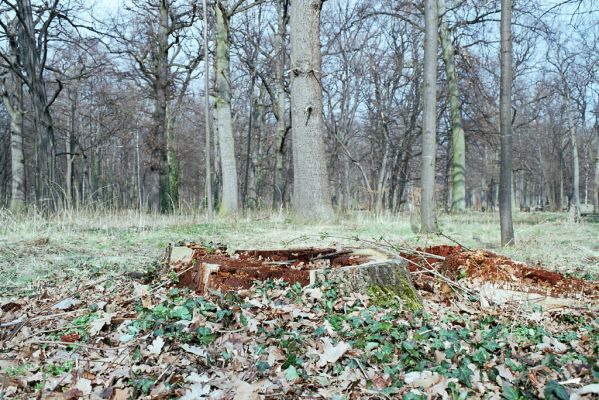 Heřmanův Městec, 28.3.2004
Městský park na území bývalé Bažantnice. Trouch pařezu dubu osídlený kovaříky Ampedus brunnicornis.



Klíčová slova: Heřmanův Městec park bývalá Bažantnice Ampedus brunnicornis