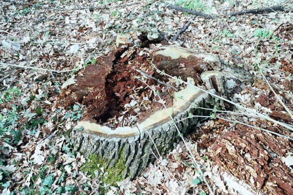 Heřmanův Městec, 28.3.2004
Městský park na území bývalé Bažantnice. Trouch pařezu dubu osídlený kovaříky Ampedus brunnicornis.
Klíčová slova: Heřmanův Městec park bývalá Bažantnice Ampedus brunnicornis