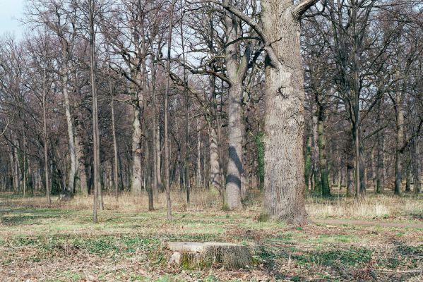 Heřmanův Městec, 28.3.2004
Městský park na území bývalé Bažantnice. 


Klíčová slova: Heřmanův Městec park bývalá Bažantnice Ampedus brunnicornis