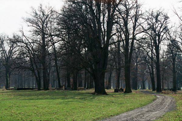 Heřmanův Městec, 28.3.2004
Městský park na území bývalé Bažantnice. 


Klíčová slova: Heřmanův Městec park bývalá Bažantnice Ampedus brunnicornis Lacon querceus