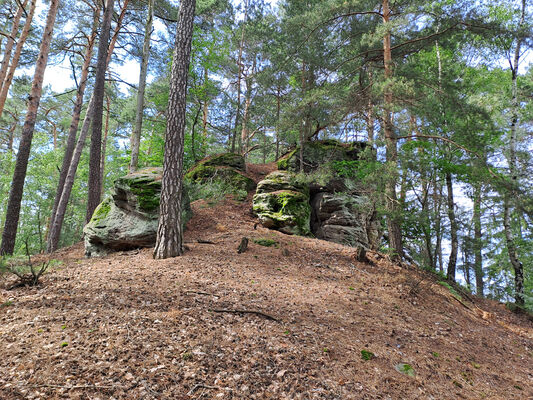 Hrubá Skála, 3.6.2024
Hřbet nad zámkem.
Klíčová slova: Český ráj Hrubá Skála