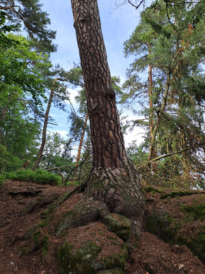 Hrubá Skála, 3.6.2024
Hřbet nad zámkem.
Klíčová slova: Český ráj Hrubá Skála