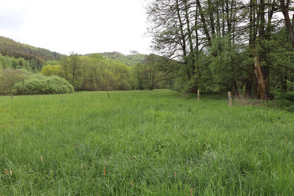 Jívka, Horní Vernéřovice, 23.5.2022
Niva Dřevíče. Biotop kovaříka Aplotarsus angustulus.
Schlüsselwörter: Jívka Horní Vernéřovice niva Dřevíče Aplotarsus angustulus