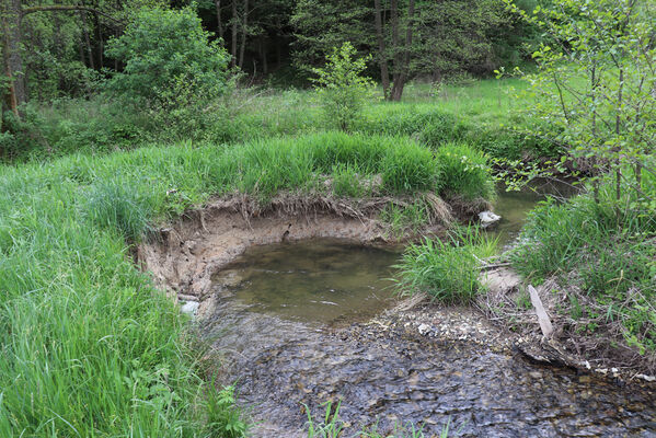 Jívka, Horní Vernéřovice, 23.5.2022
Niva Jívky. Biotop kovaříka Aplotarsus angustulus.
Keywords: Jívka Horní Vernéřovice niva Dřevíče