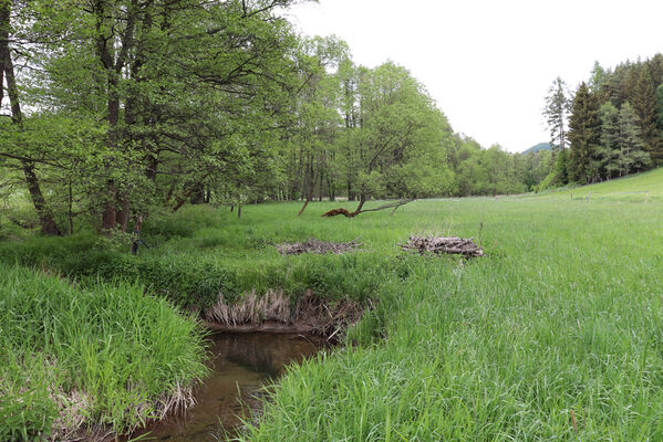 Jívka, Horní Vernéřovice, 23.5.2022
Niva Dřevíče. Biotop kovaříka Aplotarsus angustulus.
Mots-clés: Jívka Horní Vernéřovice niva Dřevíče Aplotarsus angustulus