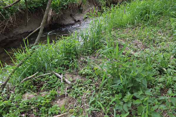 Jívka, Horní Vernéřovice, 23.5.2022
Niva Dřevíče. Biotop kovaříka Hypnoidus riparius.
Schlüsselwörter: Jívka Horní Vernéřovice niva Dřevíče Hypnoidus riparius