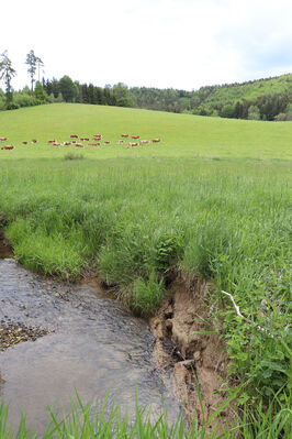 Jívka, Horní Vernéřovice, 29.5.2022
Meandry Dřevíče.
Keywords: Jívka Horní Vernéřovice niva Dřevíče Aplotarsus angustulus