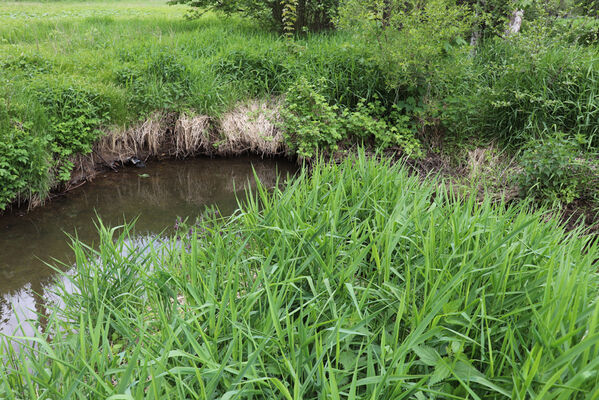 Jívka, Horní Vernéřovice, 29.5.2022
Meandry Dřevíče.
Mots-clés: Jívka Horní Vernéřovice niva Dřevíče Aplotarsus angustulus