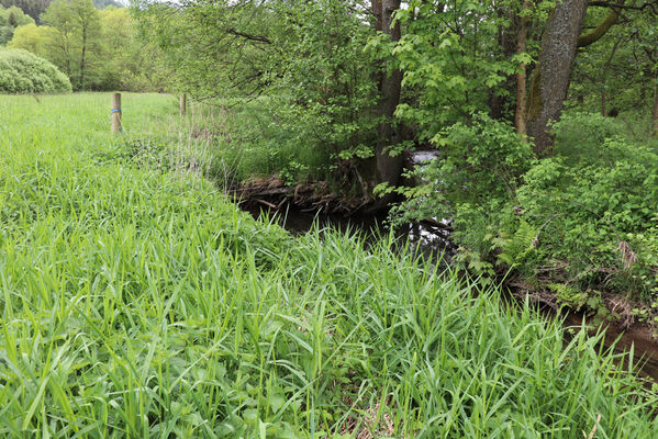 Jívka, Horní Vernéřovice, 29.5.2022
Meandry Dřevíče.
Keywords: Jívka Horní Vernéřovice niva Dřevíče Aplotarsus angustulus