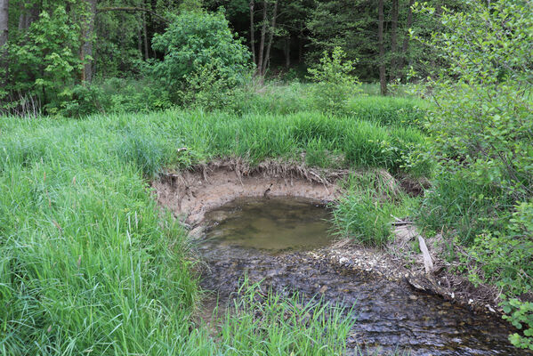 Jívka, Horní Vernéřovice, 29.5.2022
Meandry Dřevíče.
Keywords: Jívka Horní Vernéřovice niva Dřevíče Aplotarsus angustulus