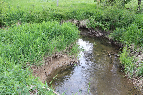 Jívka, Horní Vernéřovice, 29.5.2022
Meandry Dřevíče.
Mots-clés: Jívka Horní Vernéřovice niva Dřevíče Aplotarsus angustulus