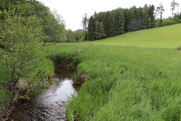 Jívka, Horní Vernéřovice, 29.5.2022
Meandry Dřevíče.
Klíčová slova: Jívka Horní Vernéřovice niva Dřevíče Aplotarsus angustulus