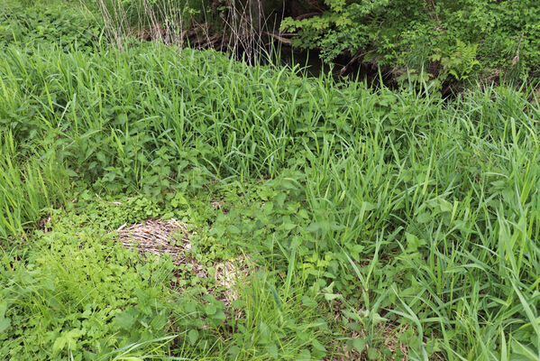 Jívka, Horní Vernéřovice, 29.5.2022
Meandry Dřevíče.
Keywords: Jívka Horní Vernéřovice niva Dřevíče Aplotarsus angustulus