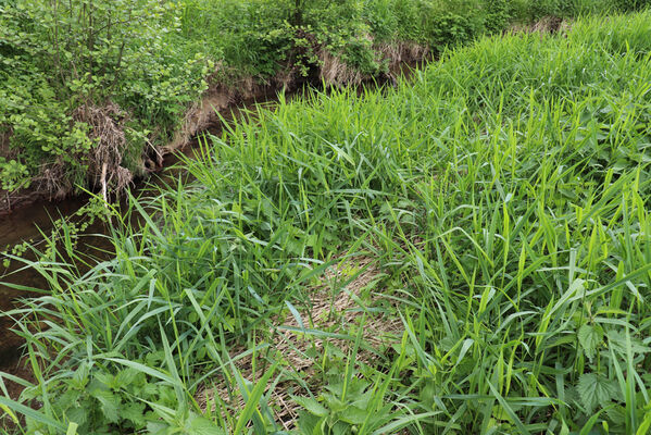 Jívka, Horní Vernéřovice, 29.5.2022
Meandry Dřevíče.
Mots-clés: Jívka Horní Vernéřovice niva Dřevíče Aplotarsus angustulus