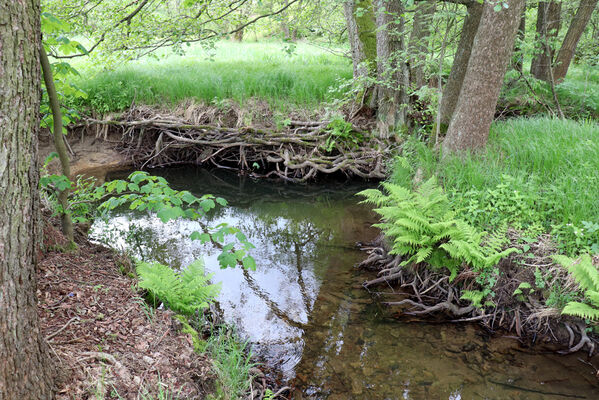 Jívka, Horní Vernéřovice, 29.5.2022
Meandry Dřevíče.
Schlüsselwörter: Jívka Horní Vernéřovice niva Dřevíče