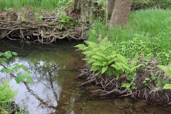 Jívka, Horní Vernéřovice, 29.5.2022
Meandry Dřevíče.
Keywords: Jívka Horní Vernéřovice niva Dřevíče