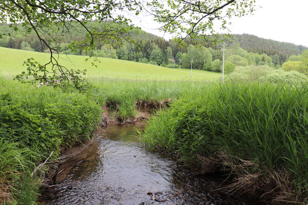 Jívka, Horní Vernéřovice, 29.5.2022
Meandry Dřevíče.
Klíčová slova: Jívka Horní Vernéřovice niva Dřevíče Aplotarsus angustulus