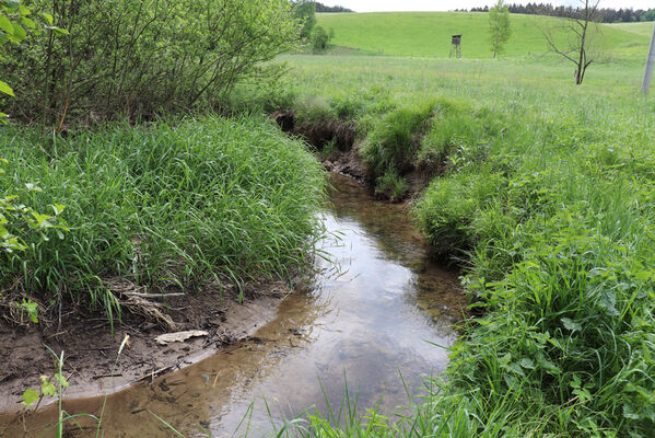 Jívka, Horní Vernéřovice, 29.5.2022
Meandry Dřevíče.
Mots-clés: Jívka Horní Vernéřovice niva Dřevíče Aplotarsus angustulus