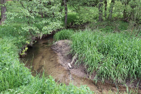 Jívka, Horní Vernéřovice, 29.5.2022
Meandry Dřevíče.
Keywords: Jívka Horní Vernéřovice niva Dřevíče Aplotarsus angustulus