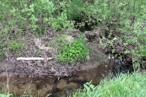 Jívka, Horní Vernéřovice, 29.5.2022
Meandry Dřevíče.
Keywords: Jívka Horní Vernéřovice niva Dřevíče