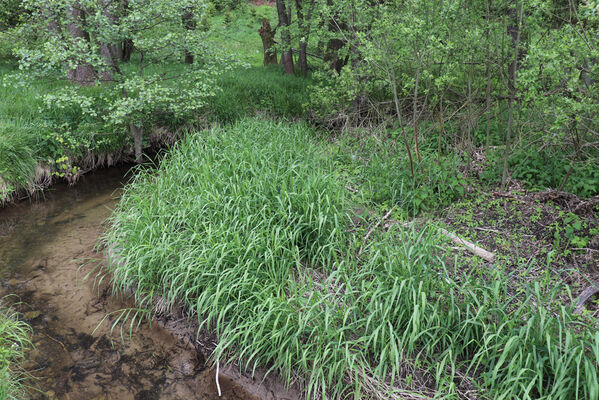 Jívka, Horní Vernéřovice, 29.5.2022
Meandry Dřevíče.
Mots-clés: Jívka Horní Vernéřovice niva Dřevíče Aplotarsus angustulus