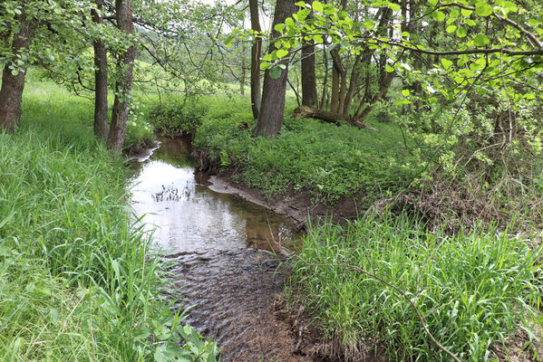 Jívka, Horní Vernéřovice, 29.5.2022
Meandry Dřevíče.
Klíčová slova: Jívka Horní Vernéřovice niva Dřevíče Aplotarsus angustulus