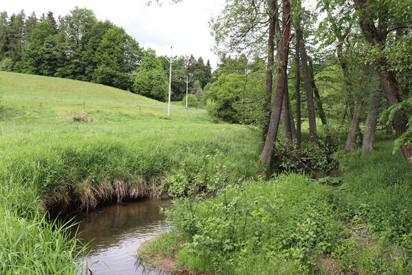 Jívka, Horní Vernéřovice, 29.5.2022
Meandry Dřevíče.
Klíčová slova: Jívka Horní Vernéřovice niva Dřevíče Aplotarsus angustulus