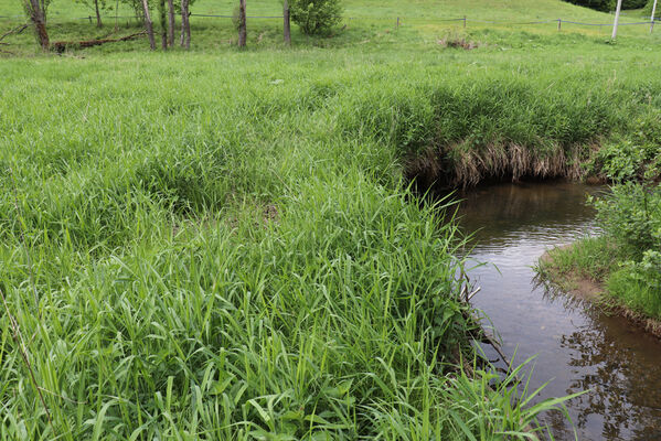 Jívka, Horní Vernéřovice, 29.5.2022
Meandry Dřevíče.
Mots-clés: Jívka Horní Vernéřovice niva Dřevíče Aplotarsus angustulus