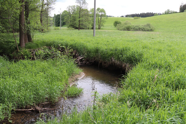 Jívka, Horní Vernéřovice, 29.5.2022
Meandry Dřevíče.
Schlüsselwörter: Jívka Horní Vernéřovice niva Dřevíče Aplotarsus angustulus