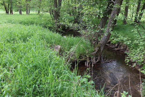 Jívka, Horní Vernéřovice, 29.5.2022
Meandry Dřevíče.
Schlüsselwörter: Jívka Horní Vernéřovice niva Dřevíče Aplotarsus angustulus