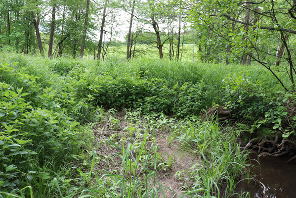 Jívka, Horní Vernéřovice, 29.5.2022
Meandry Dřevíče.
Keywords: Jívka Horní Vernéřovice niva Dřevíče Aplotarsus angustulus