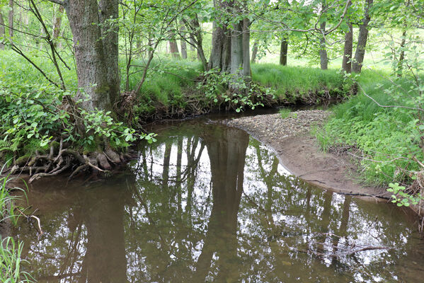 Jívka, Horní Vernéřovice, 29.5.2022
Meandry Dřevíče.
Klíčová slova: Jívka Horní Vernéřovice niva Dřevíče