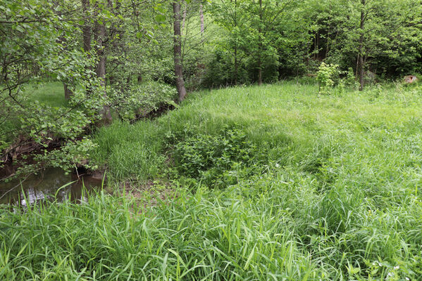 Jívka, Horní Vernéřovice, 29.5.2022
Meandry Dřevíče.
Keywords: Jívka Horní Vernéřovice niva Dřevíče Aplotarsus angustulus