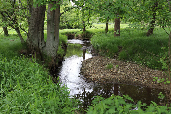 Jívka, Horní Vernéřovice, 29.5.2022
Meandry Dřevíče.
Keywords: Jívka Horní Vernéřovice niva Dřevíče