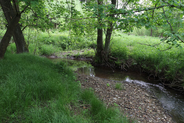 Jívka, Horní Vernéřovice, 29.5.2022
Meandry Dřevíče.
Schlüsselwörter: Jívka Horní Vernéřovice niva Dřevíče Aplotarsus angustulus