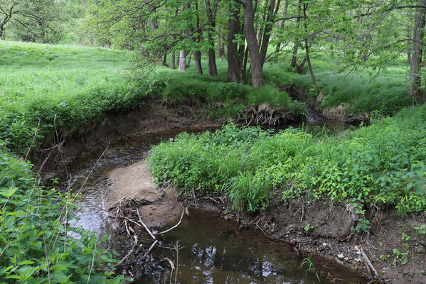 Jívka, Horní Vernéřovice, 29.5.2022
Meandry Dřevíče.
Schlüsselwörter: Jívka Horní Vernéřovice niva Dřevíče Aplotarsus angustulus