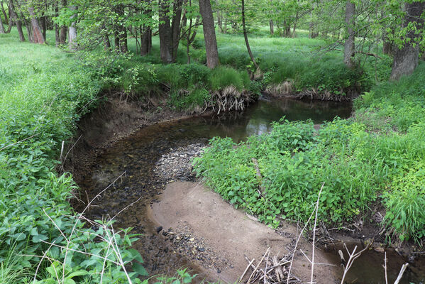 Jívka, Horní Vernéřovice, 29.5.2022
Meandry Dřevíče.
Schlüsselwörter: Jívka Horní Vernéřovice niva Dřevíče Aplotarsus angustulus