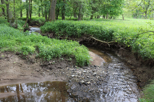 Jívka, Horní Vernéřovice, 29.5.2022
Meandry Dřevíče.
Keywords: Jívka Horní Vernéřovice niva Dřevíče Aplotarsus angustulus