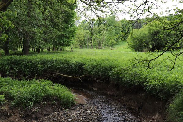 Jívka, Horní Vernéřovice, 29.5.2022
Meandry Dřevíče.
Klíčová slova: Jívka Horní Vernéřovice niva Dřevíče Aplotarsus angustulus