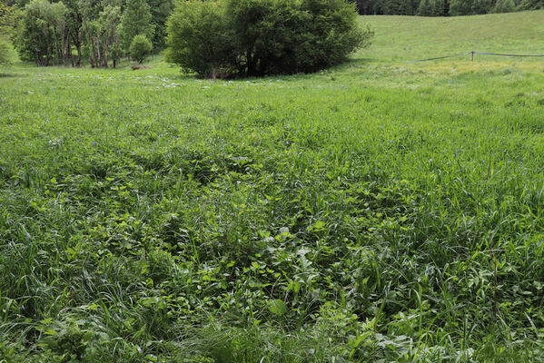 Jívka, Horní Vernéřovice, 29.5.2022
Meandry Dřevíče.
Klíčová slova: Jívka Horní Vernéřovice niva Dřevíče Aplotarsus angustulus