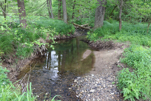 Jívka, Horní Vernéřovice, 29.5.2022
Meandry Dřevíče.
Keywords: Jívka Horní Vernéřovice niva Dřevíče