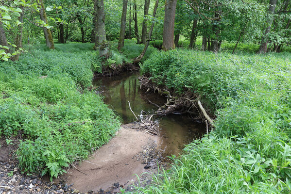 Jívka, Horní Vernéřovice, 29.5.2022
Meandry Dřevíče.
Klíčová slova: Jívka Horní Vernéřovice niva Dřevíče Aplotarsus angustulus