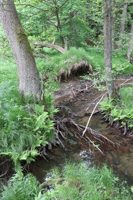 Jívka, Horní Vernéřovice, 29.5.2022
Meandry Dřevíče.
Klíčová slova: Jívka Horní Vernéřovice niva Dřevíče