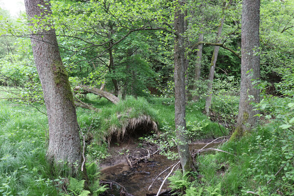 Jívka, Horní Vernéřovice, 29.5.2022
Meandry Dřevíče.
Mots-clés: Jívka Horní Vernéřovice niva Dřevíče