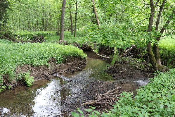 Jívka, Horní Vernéřovice, 29.5.2022
Meandry Dřevíče.
Mots-clés: Jívka Horní Vernéřovice niva Dřevíče