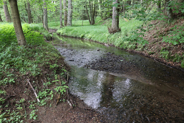 Jívka, Horní Vernéřovice, 29.5.2022
Meandry Dřevíče.
Schlüsselwörter: Jívka Horní Vernéřovice niva Dřevíče