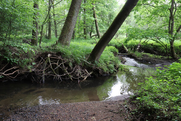 Jívka, Horní Vernéřovice, 29.5.2022
Meandry Dřevíče.
Klíčová slova: Jívka Horní Vernéřovice niva Dřevíče